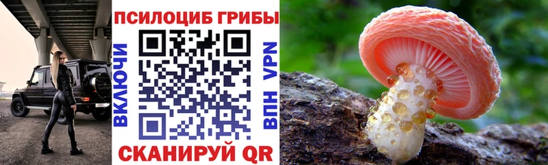 гидра   Вытегра  Псилоцибиновые грибы Cubensis 